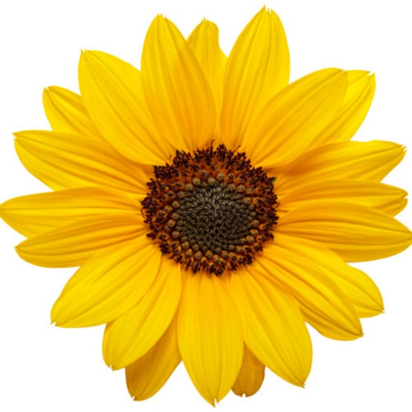 sunflower_finds